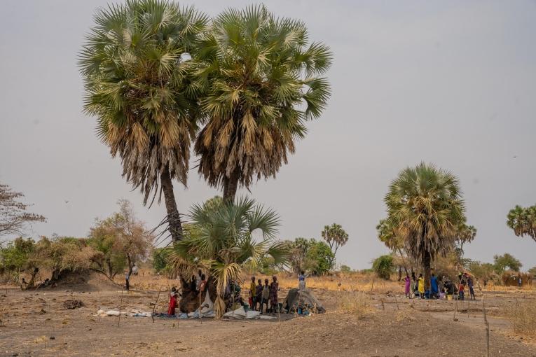 Des familles déplacées par les récentes violences vivent sous les palmiers à Thanakuach, dans l'État de Jonglei, au Soudan du Sud. 