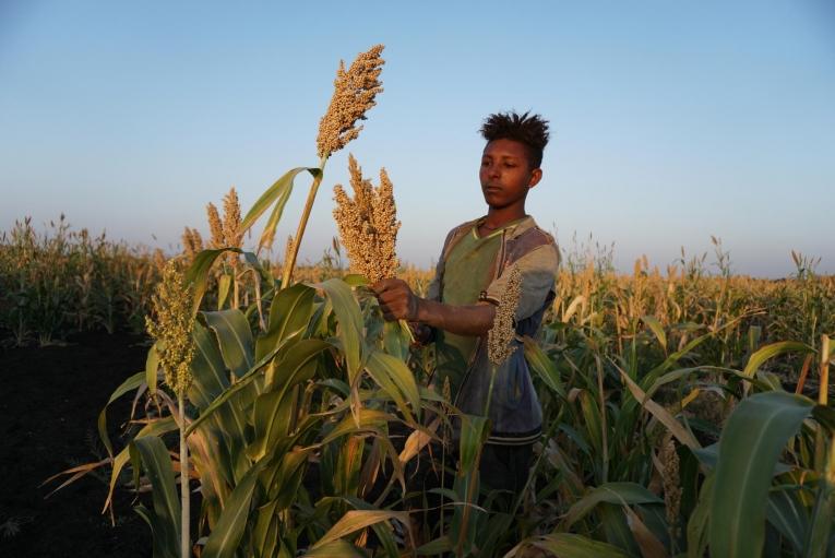 Un travailleur agricole dans un champ de sorgho à une demi-heure de voiture de la ville d'Abdurafi. 2018. Éthiopie.
 © Susanne Doettling/MSF