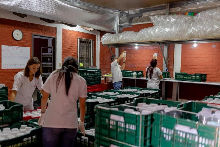 Les moustiques porteurs de Wolbachia sont élevés dans l'insectarium MSF et seront relâchés dans un quartier de Tegucicalpa pendant six mois.
© Martín Cálix