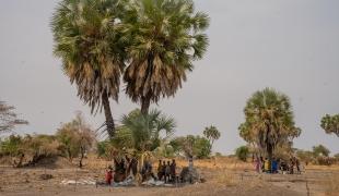Des familles déplacées par les récentes violences vivent sous les palmiers à Thanakuach, dans l'État de Jonglei, au Soudan du Sud. 