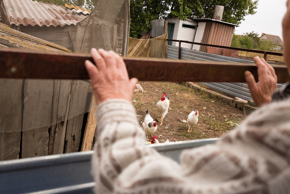 Au quotidien, Taisiya s'occupe de sa maison, de son jardin et de ses poules « pour tenir ». Ukraine, septembre 2016 © Maurice Ressel